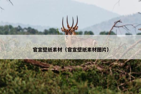 官宣壁纸素材（官宣壁纸素材图片）