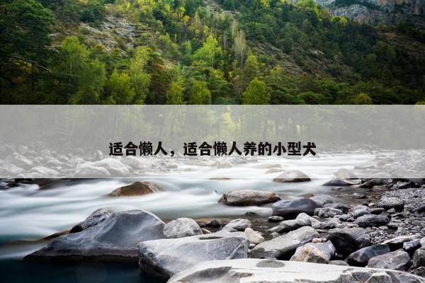适合懒人，适合懒人养的小型犬