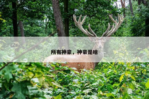 所有神豪，神豪是啥