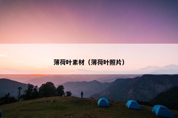 薄荷叶素材(薄荷叶照片) 薄荷叶素材(薄荷叶照片)