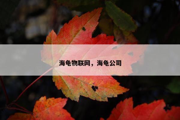 海龟物联网，海龟公司