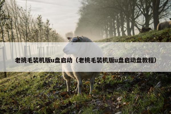 老挑毛装机版u盘启动（老桃毛装机版u盘启动盘教程）