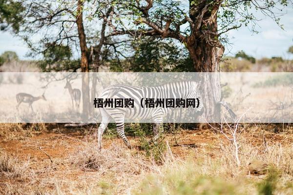 梧州团购（梧州团购网）