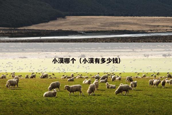 小漠哪个（小漠有多少钱）